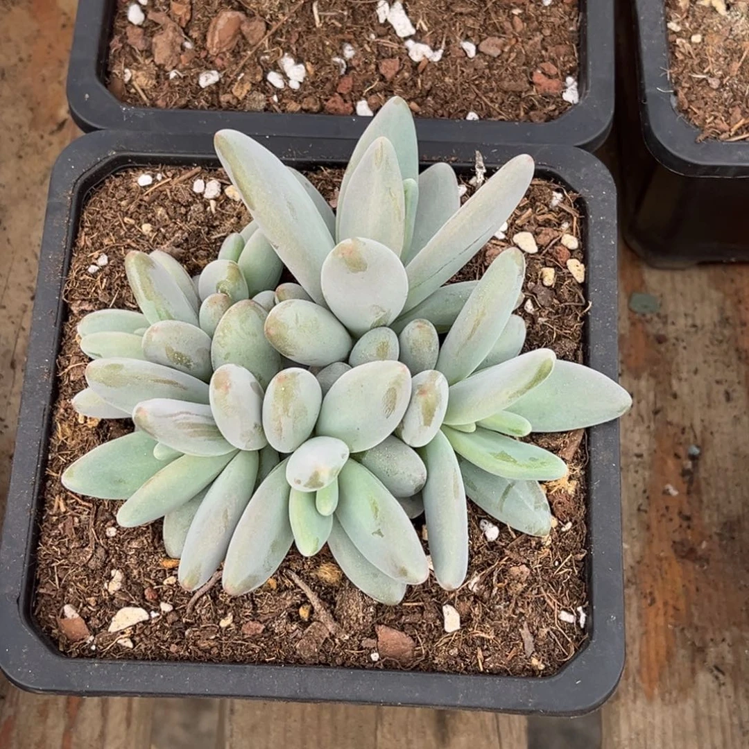 清***河多肉植物多肉植物