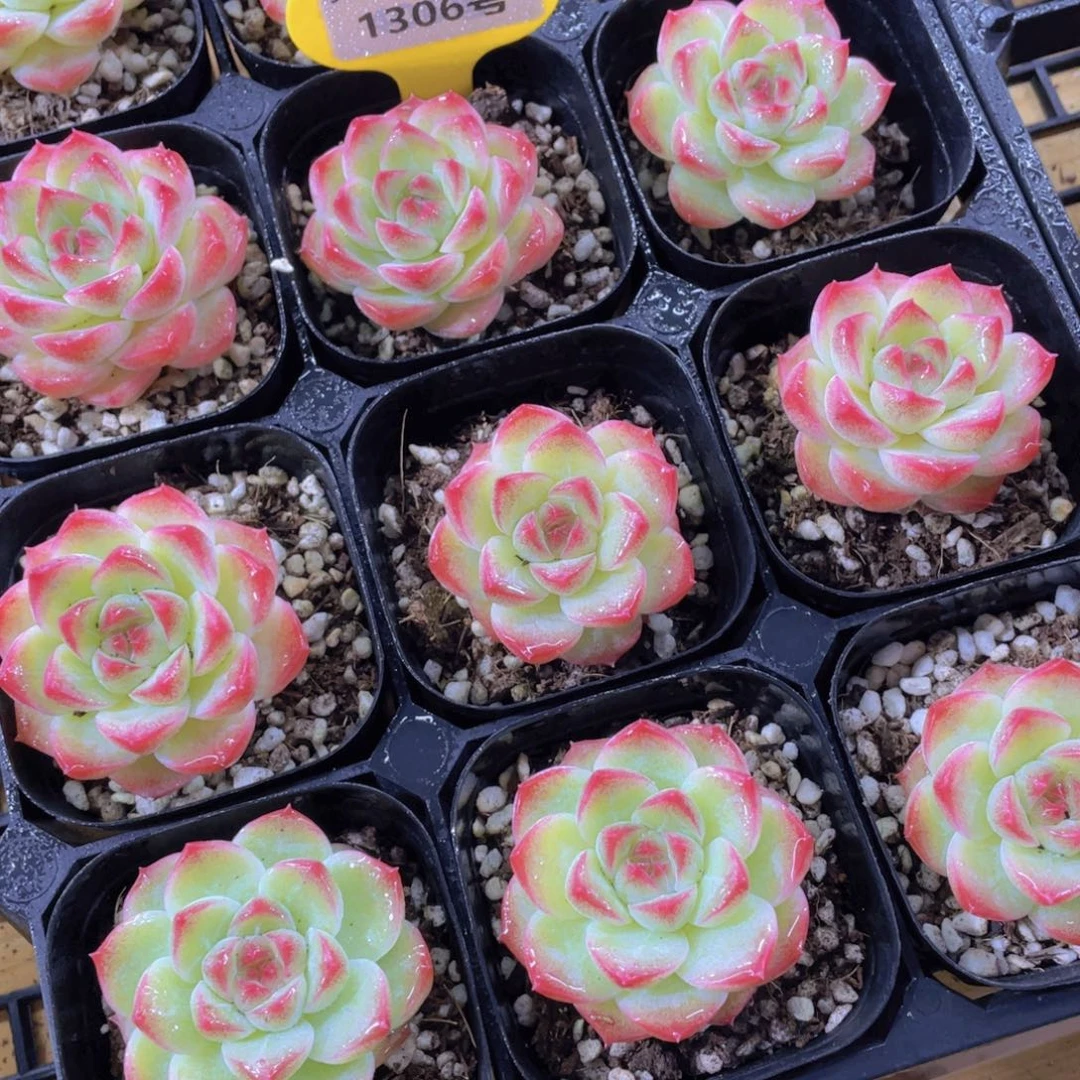 1306号 小粉桃珍妮单头一个