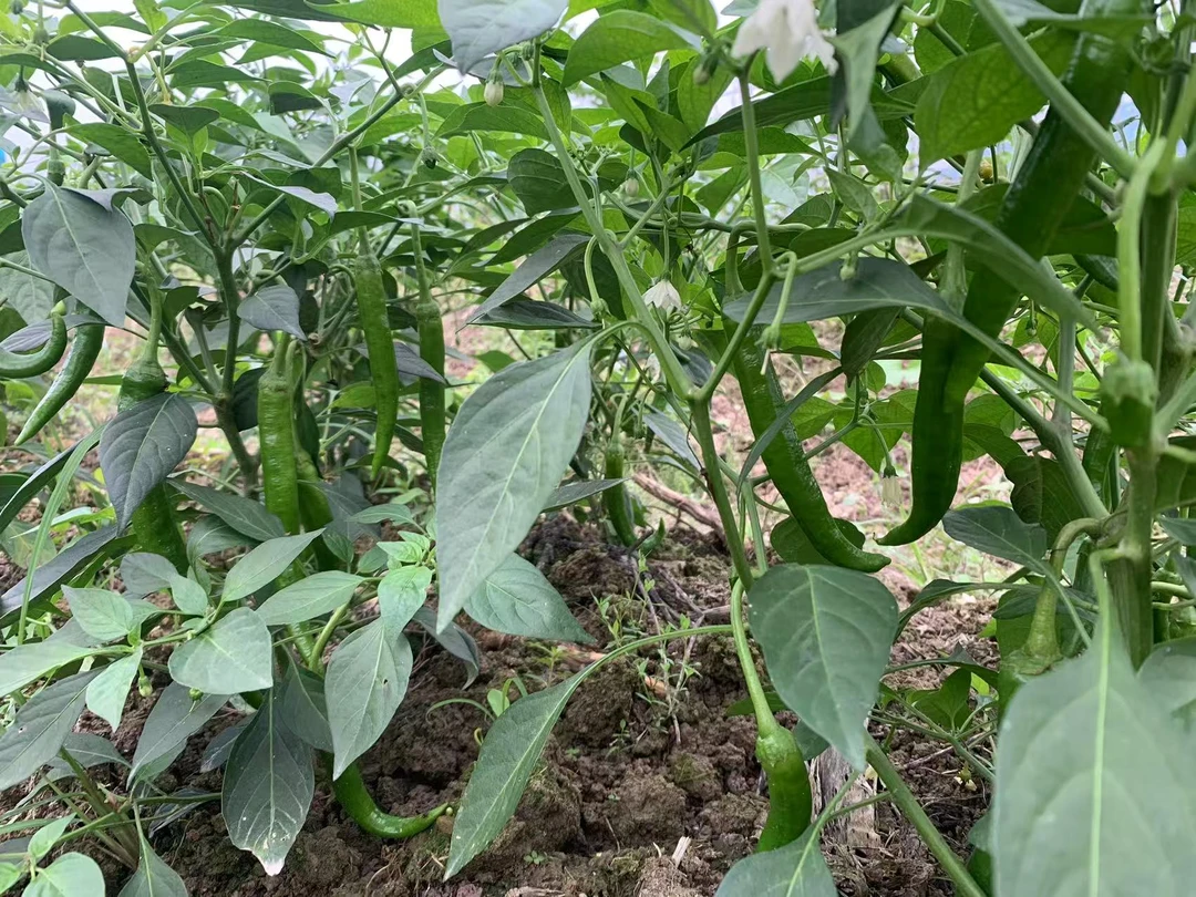 农户露天自然生长辣椒