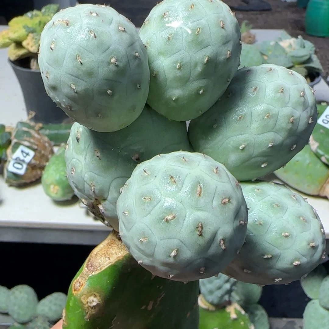无花朵六头欧洲白皮圆球洞洞微瑕疵