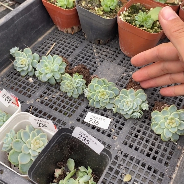 标236竹马量拍一个多肉