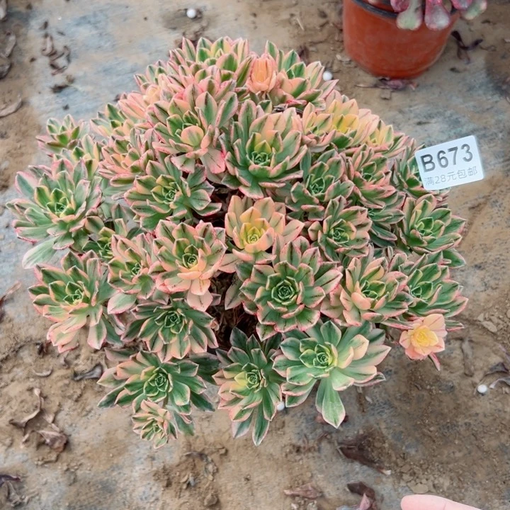 673甜茶多肉植物