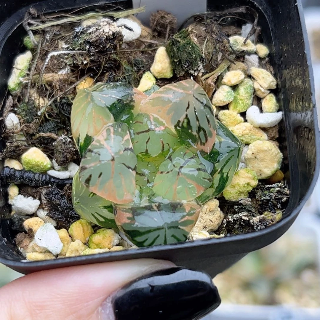 126实生玉露锦福利专场