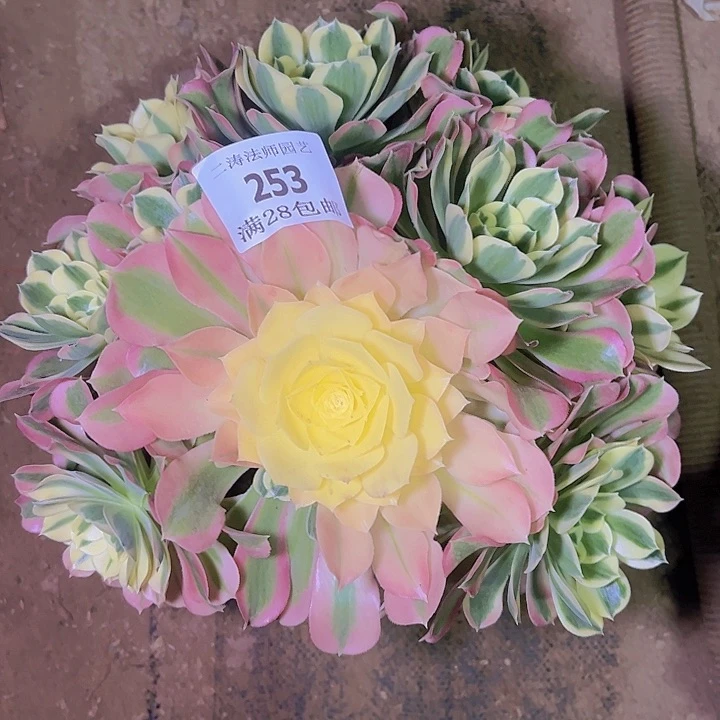 253白凤多肉植物老桩