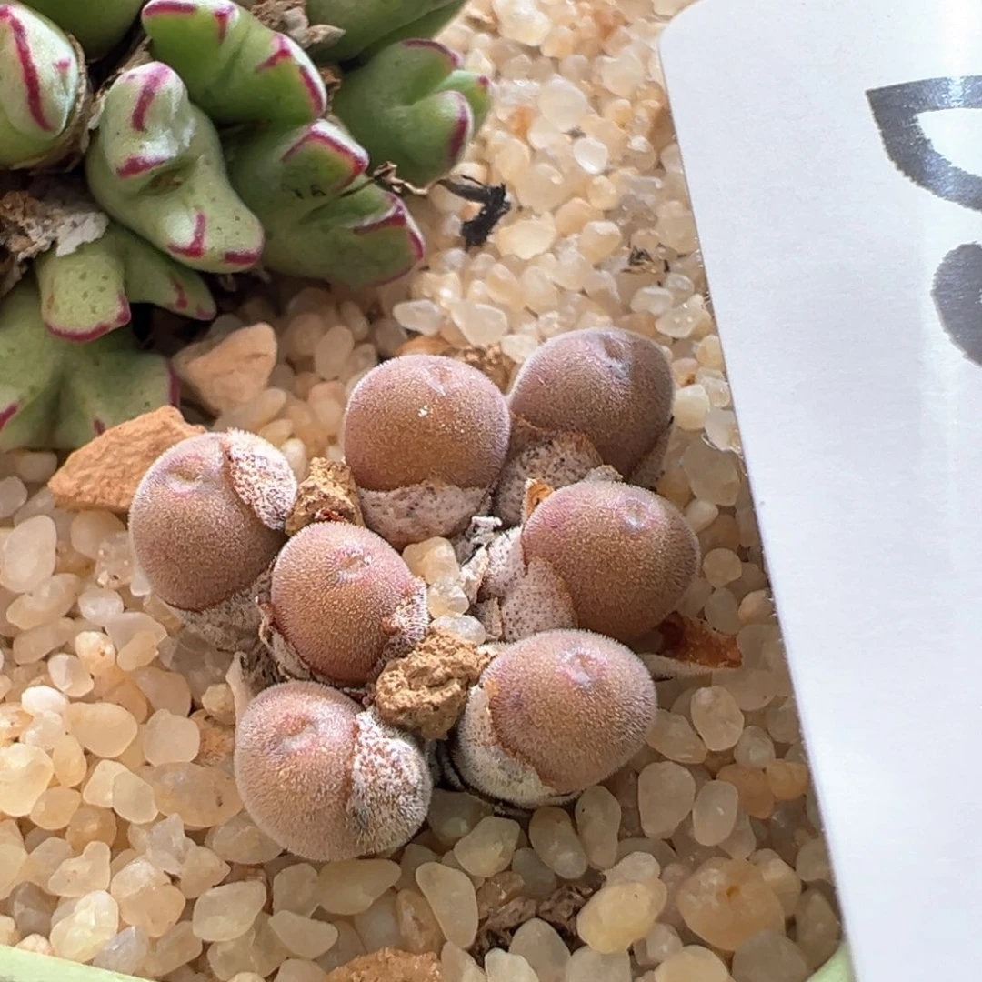 风370。青蛙种源多肉植物