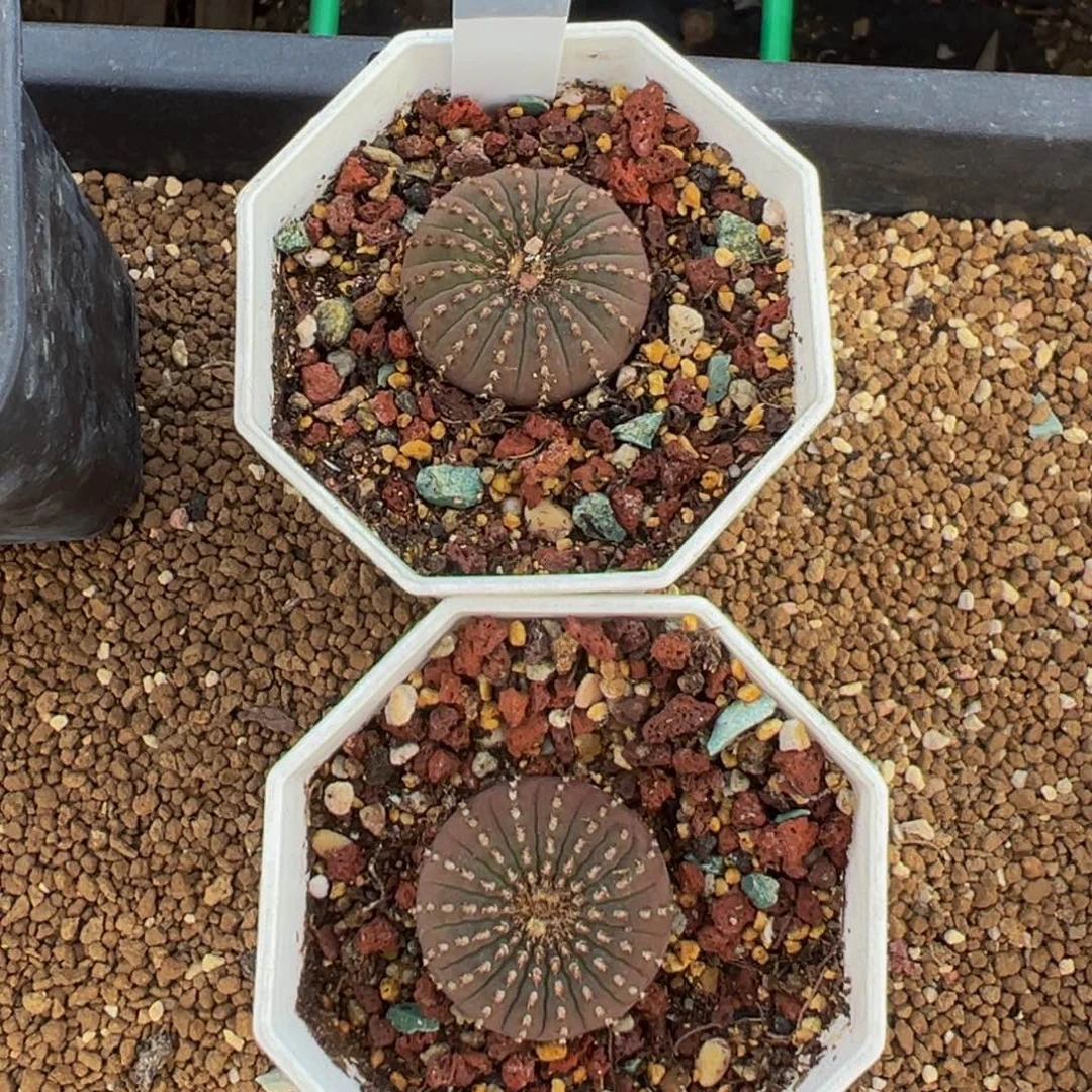77两颗小号大型士童多肉植物带盆土