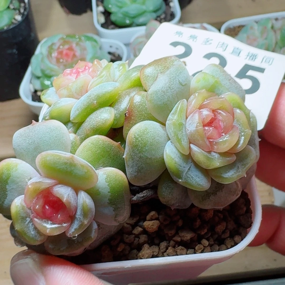 彩色恋人            精美多肉植物