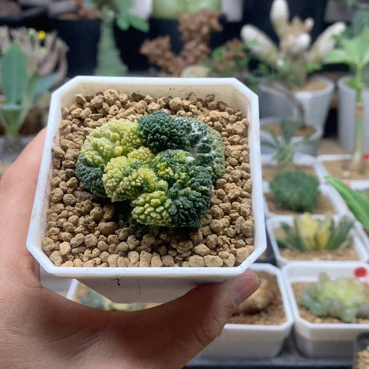 哥斯拉牡丹锦自根带盆