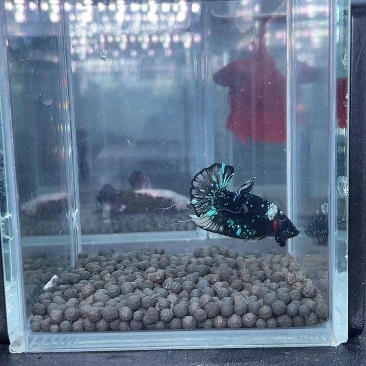 斗鱼38号916晚暗黑