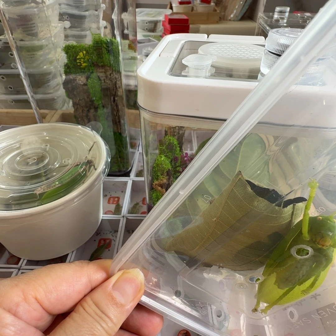 拍下一个中号生态盒和一只布鲁纳