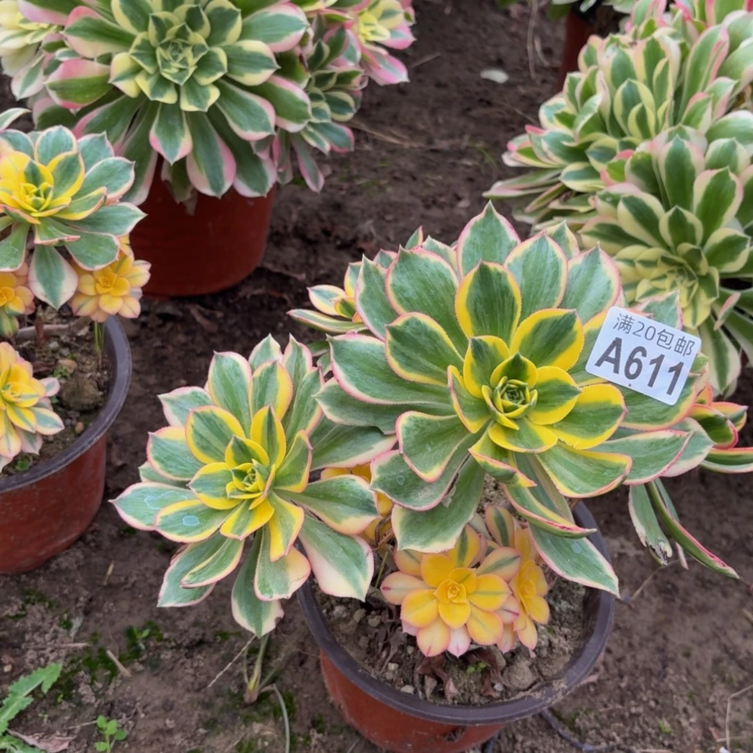 611多肉植物捧花的