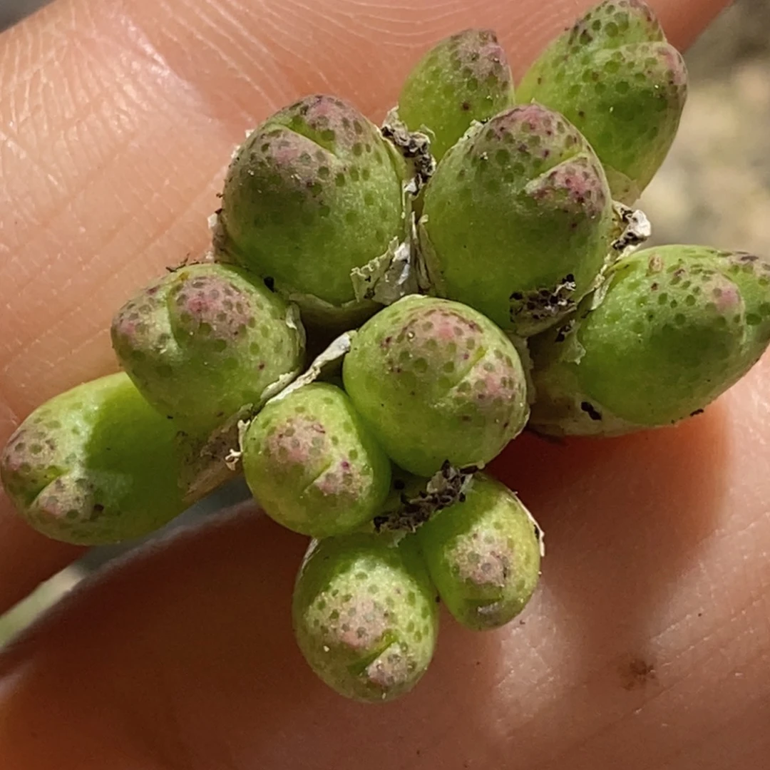 1254/好看好看侏儒斑马