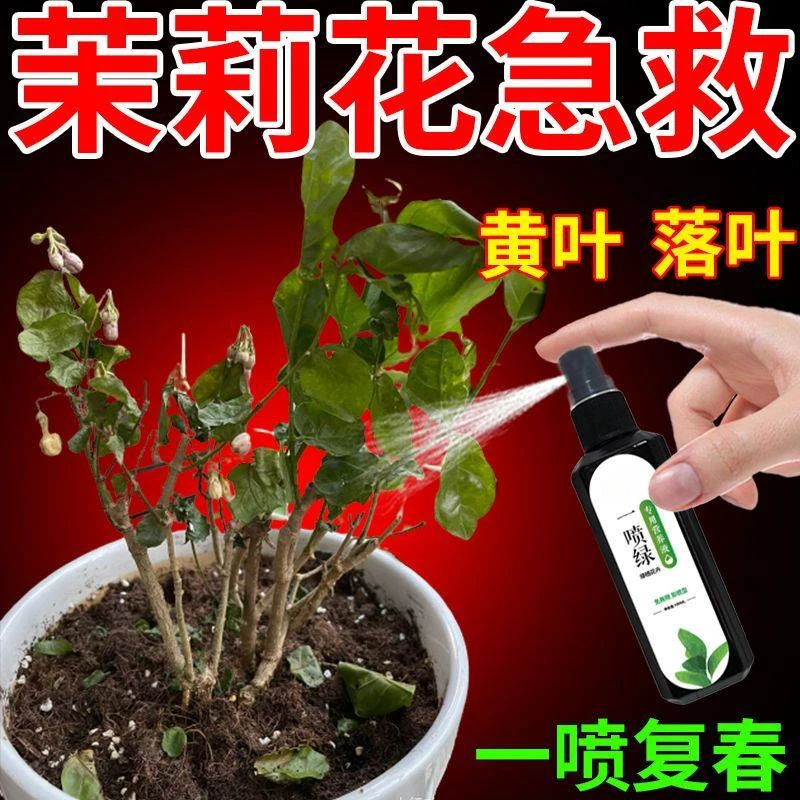 茉莉花营养液黄叶一喷绿专治叶子枯萎干焦掉落高效免稀释液体肥