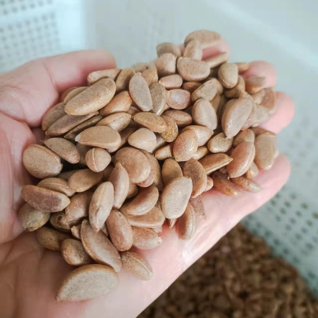 金弹子金丝楠木乌桕种子零售批发乌桕籽金丝楠木种子金弹子籽