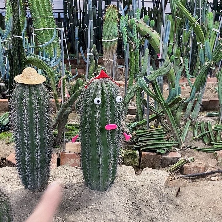 斫***桃43号拍品。