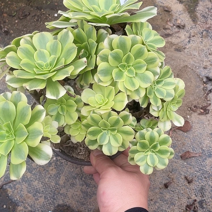 550绿豆沙砍过多肉植物福利