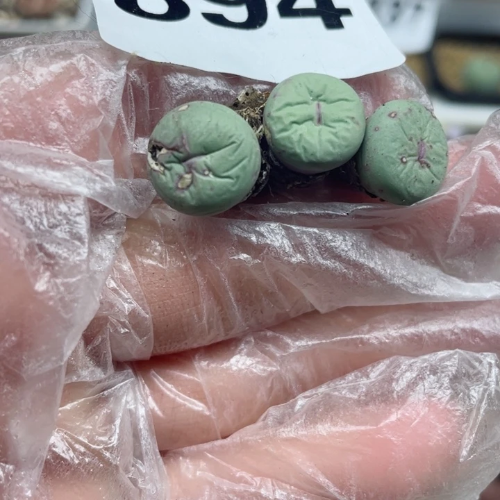 894小红嘴3颗l l l