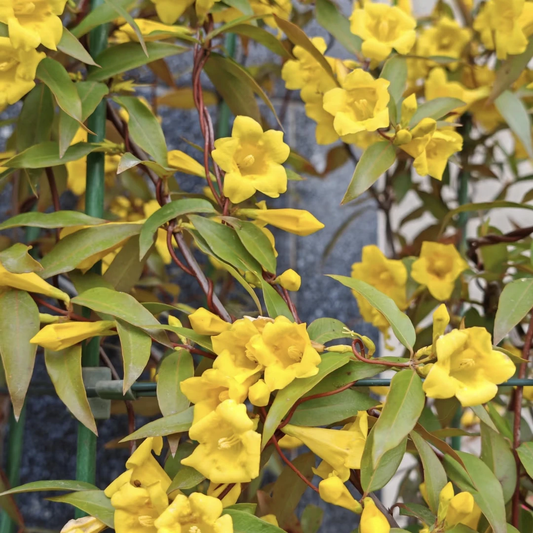 爬藤植物 芳香花卉 法国香水花盆栽花香浓郁 耐寒攀爬茉莉包邮