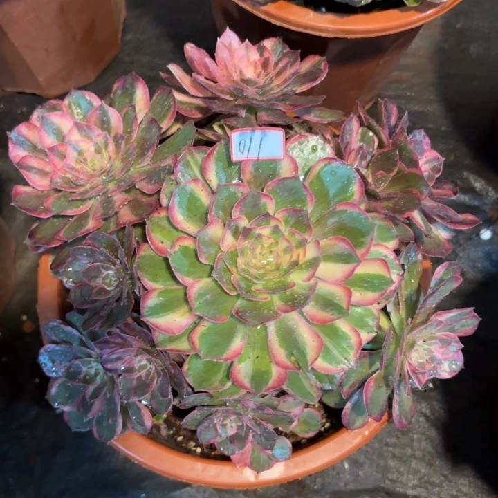 011黑魔锦不包化水小损