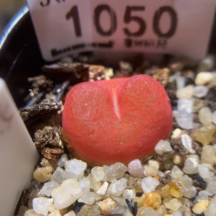 Sss精品生石花1050