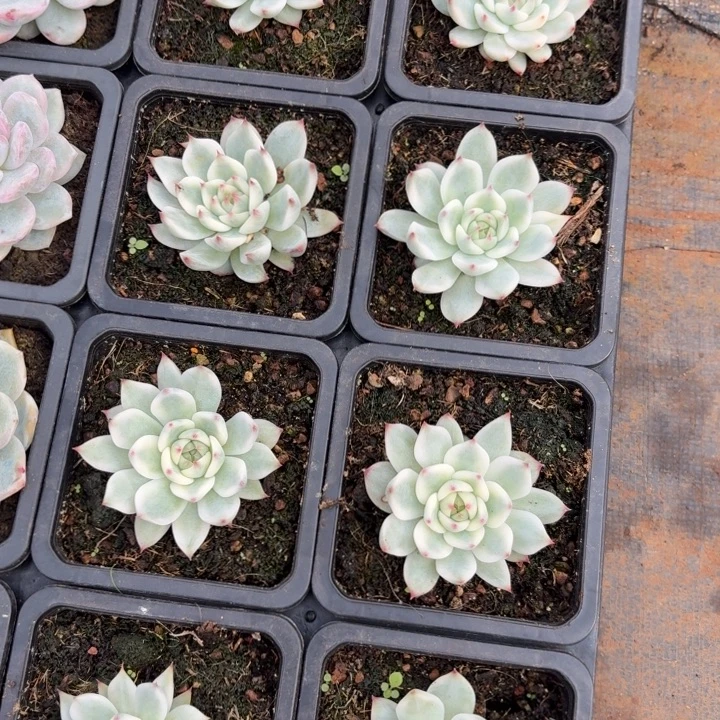 吉娃娃一颗价格好看