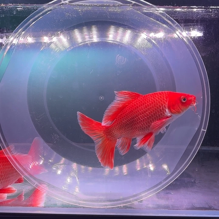 蝴蝶鲤鱼21号蝴蝶鲤