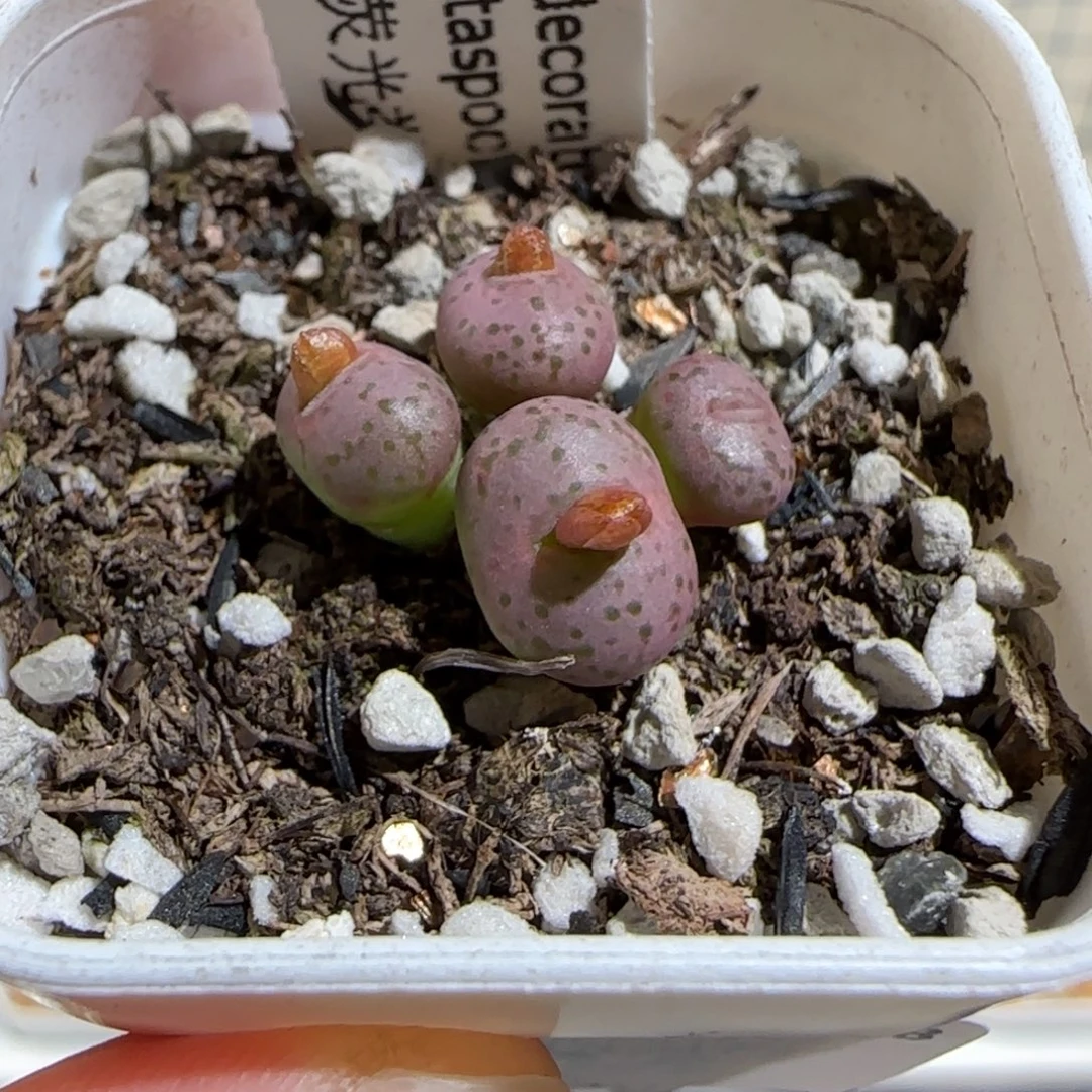 肉锥多肉植物组合-荧光玉504