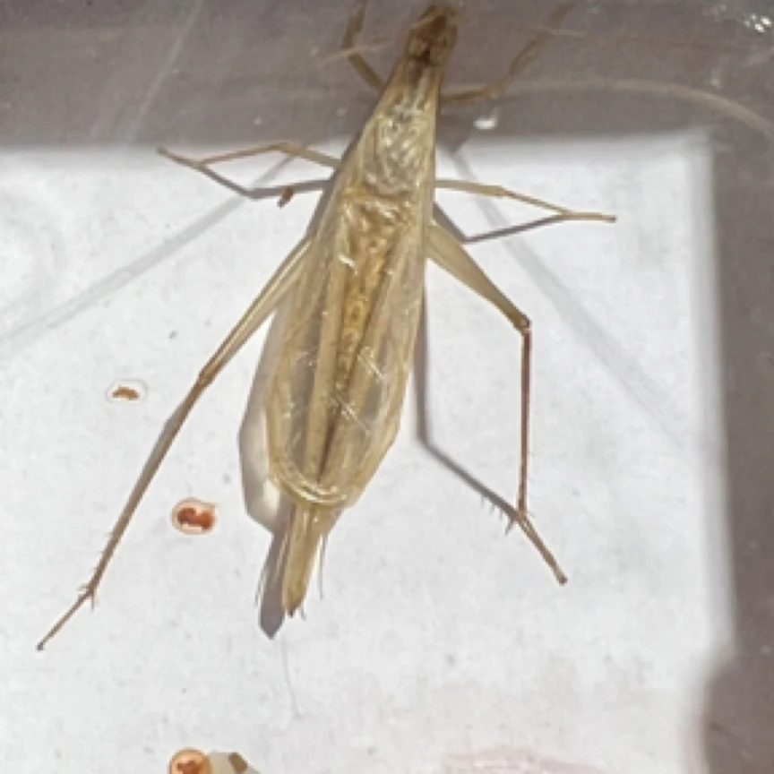 野生版纳竹蛉，个大须长叫声憨竹蛉叫声过马山优蟋螽鸣虫蟋蟀蛐蛐