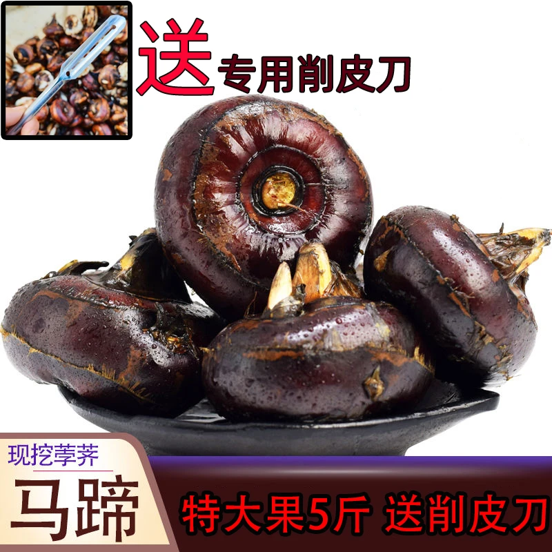 新鲜马蹄荸荠5斤 现挖特大果荸荠地梨地栗 应季当季水果时令整箱