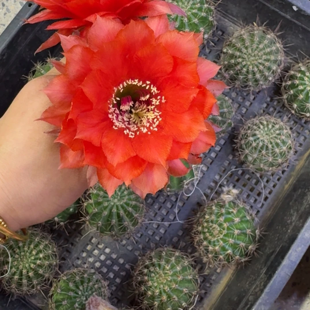 239彩草火鹤歪组合侧牙4公分左右，20包邮