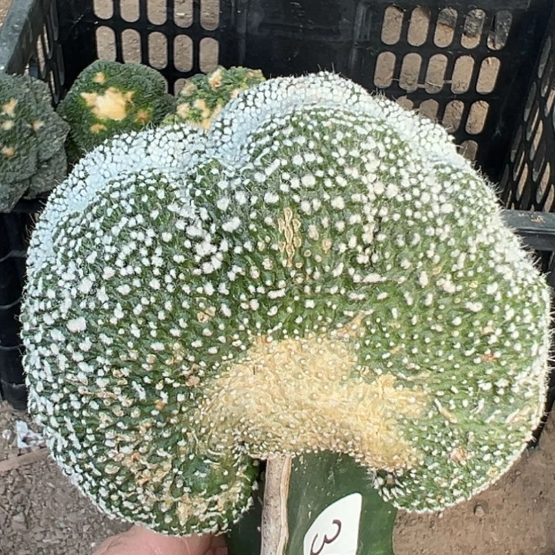 无花朵松露玉缀化364