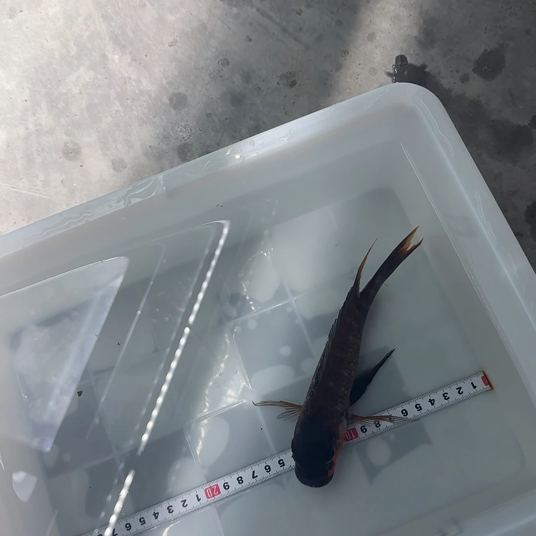 慈鲷三*A82红龙王