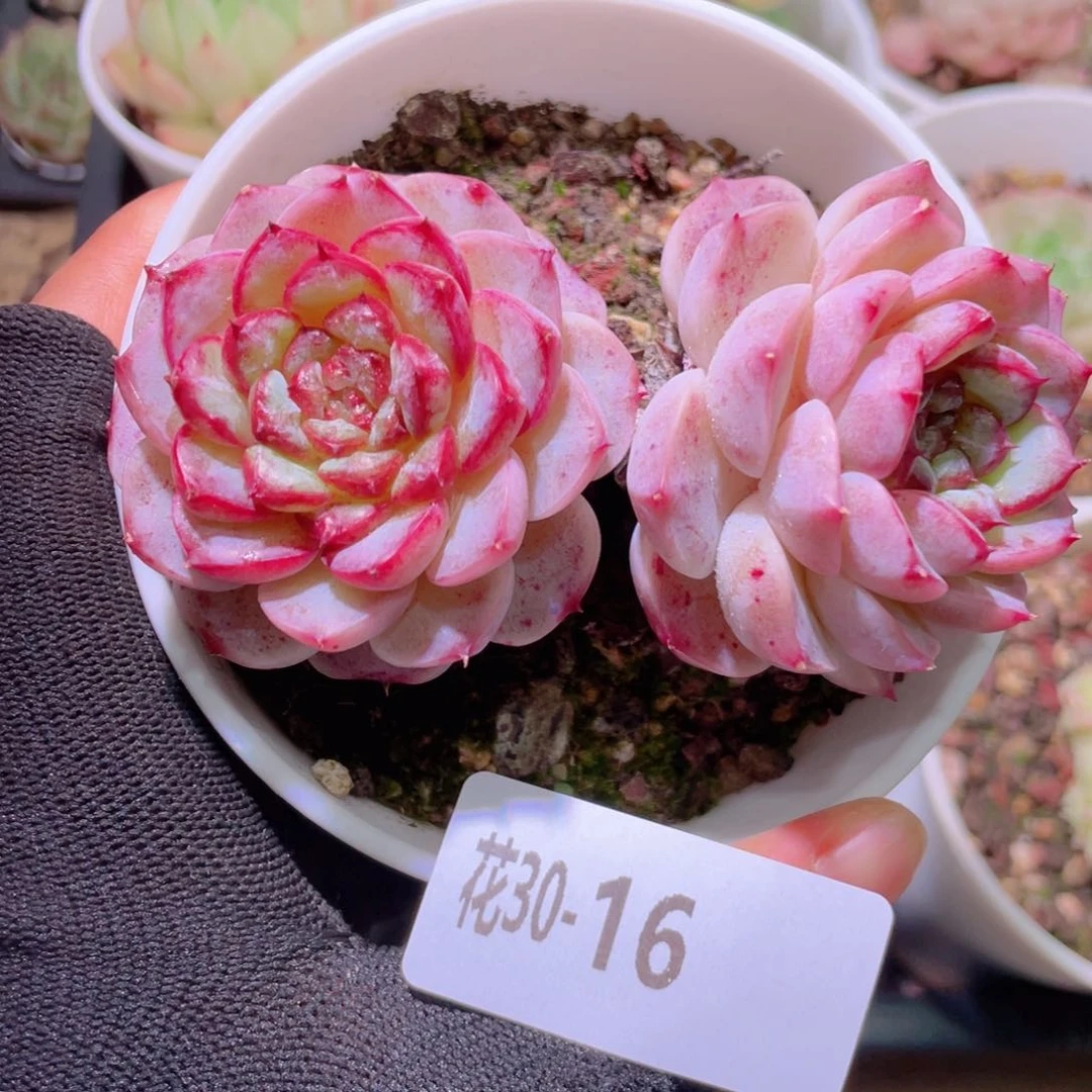 花利美30-16天鹅绒