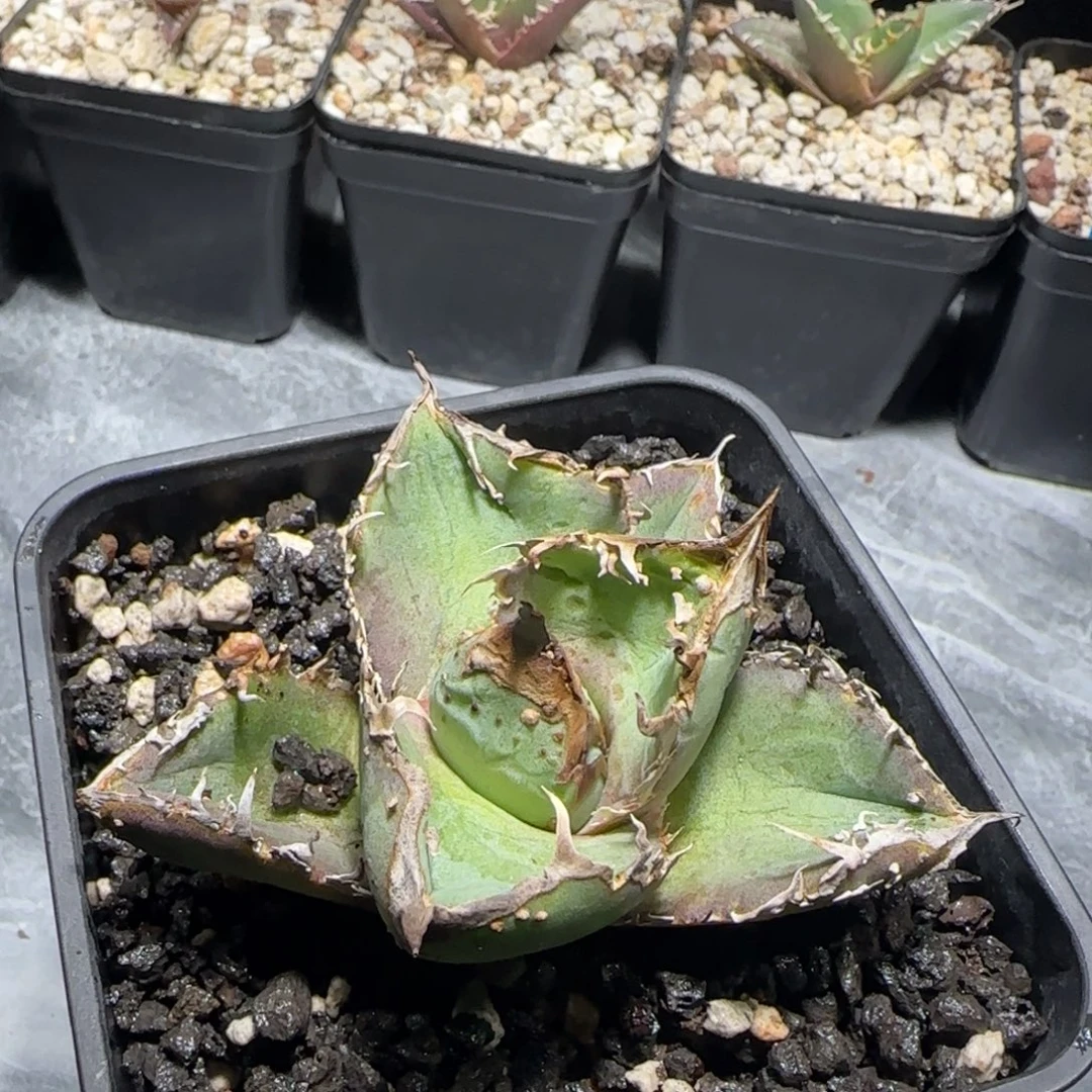 瑕疵油猪人围观龙舌兰