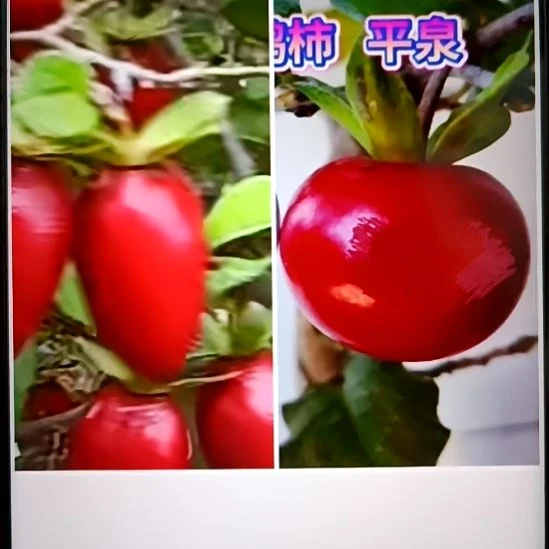 无花朵扦插梦鹤加平泉