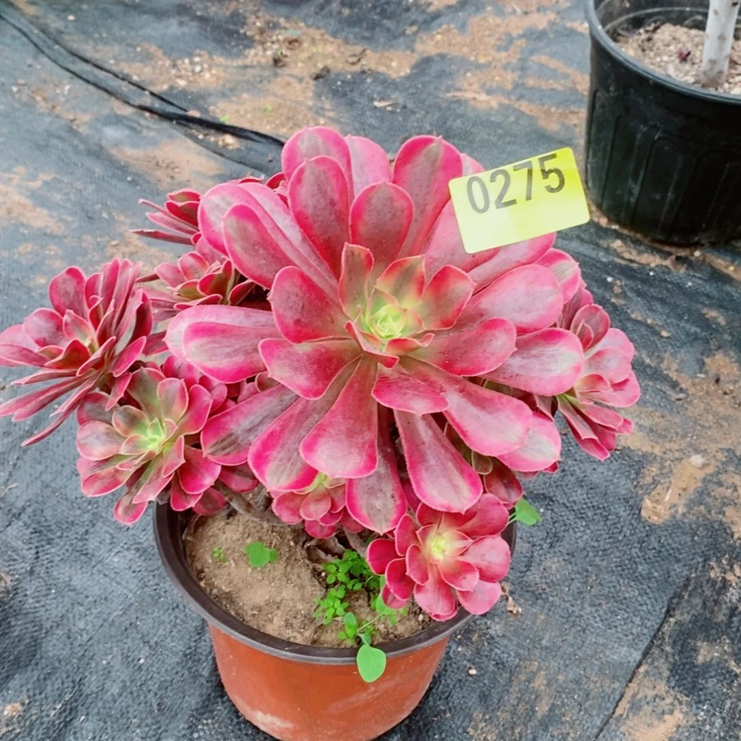 美杜莎多肉法师不周正0275