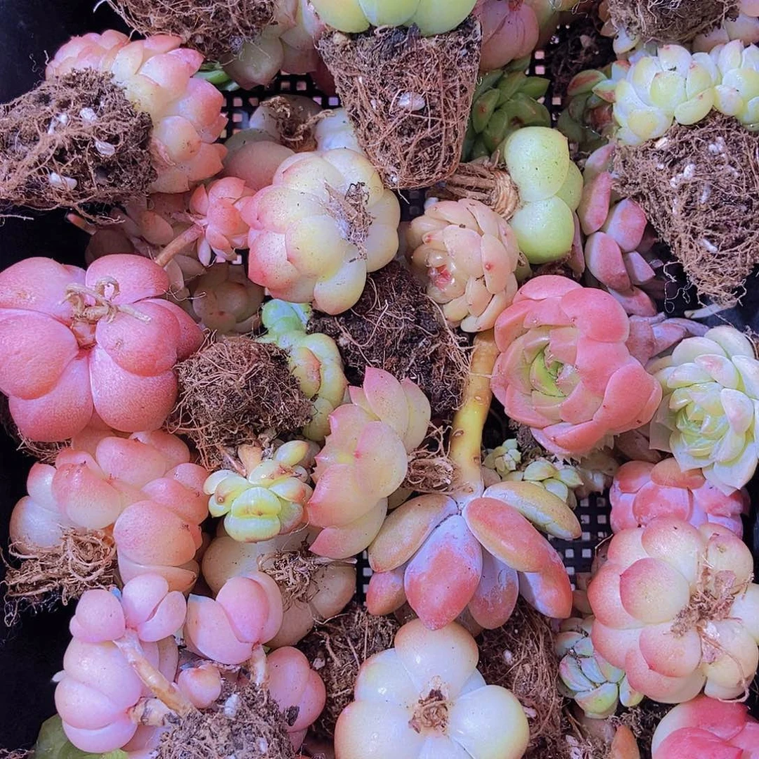 0000001量拍保底20颗，小