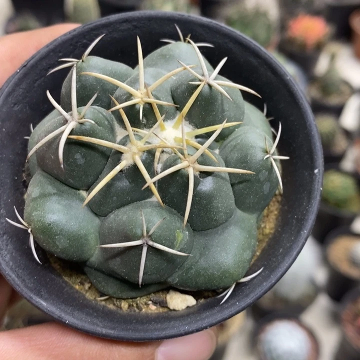 实生安宅象牙特价包邮