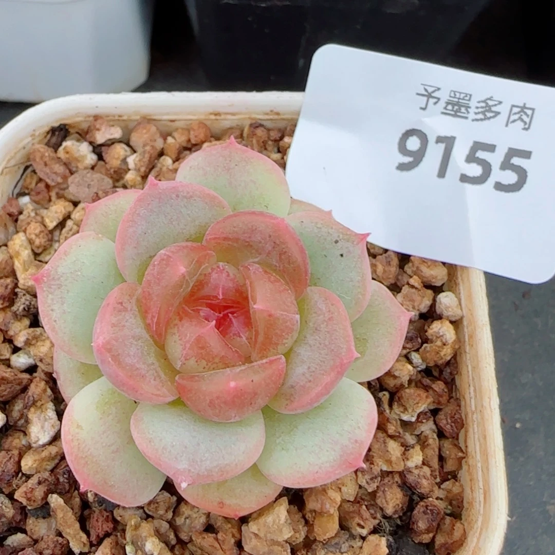 甜心，9155多肉植物