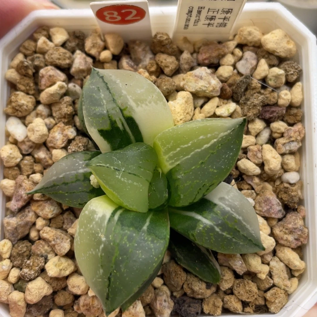 小蔡的菜园82正康平锦