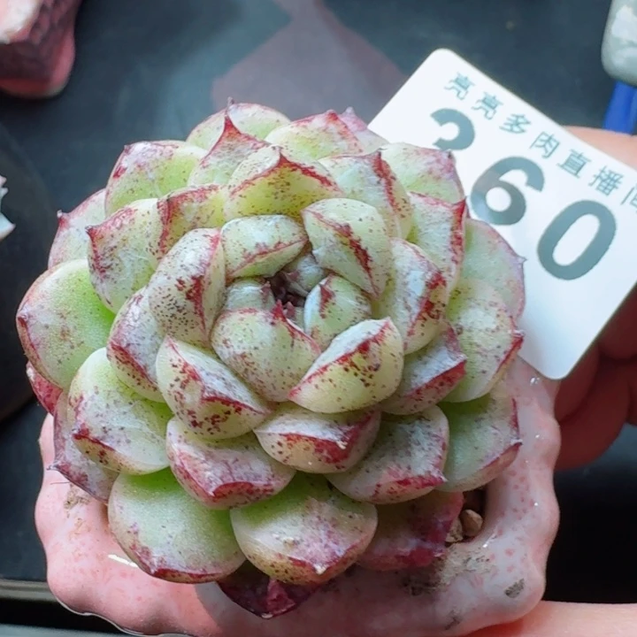 赤水晶         精控精养多肉植物