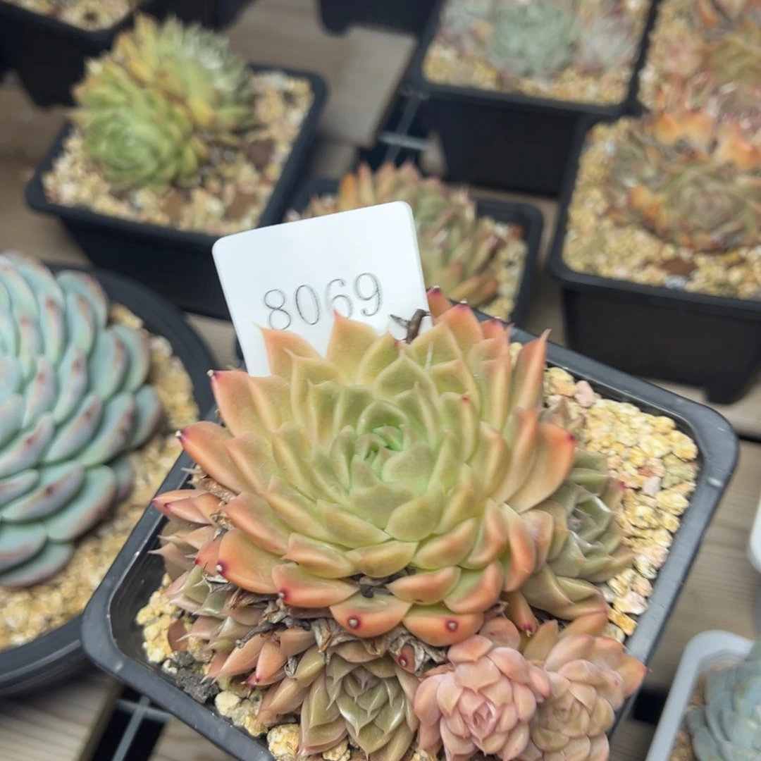 养****人8069肉多哦多哦