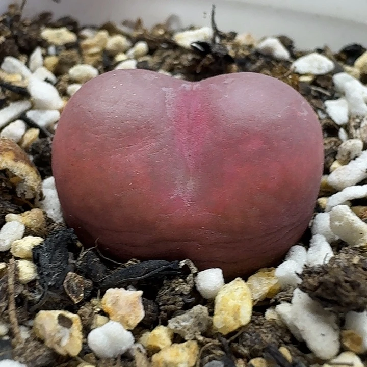 老马生石花2.3吕红2816