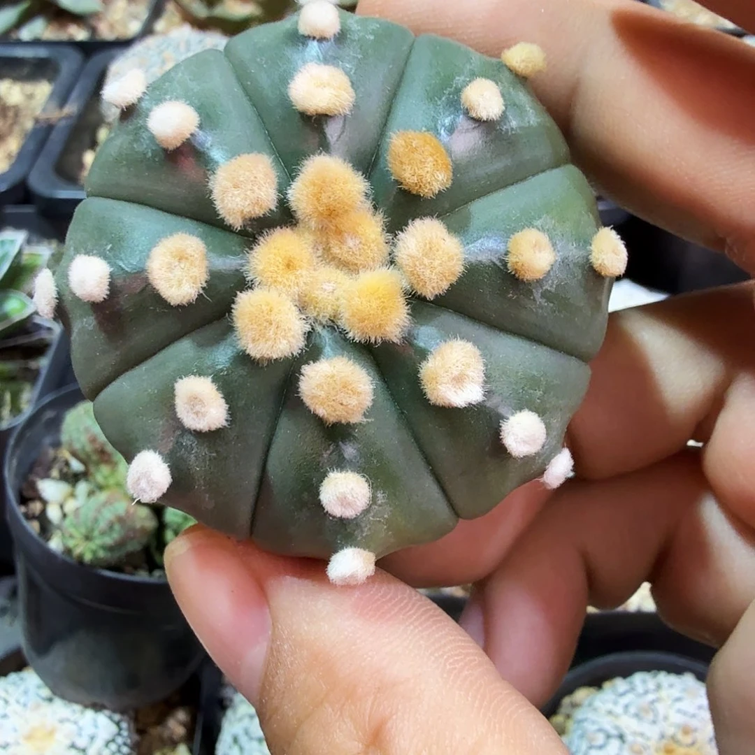 兔***U多肉植物多肉植物