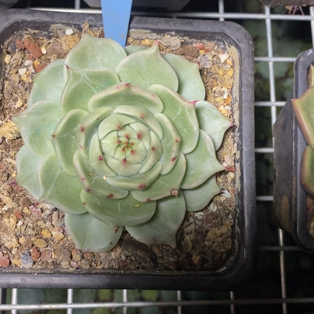 x097-多肉植物 东云
