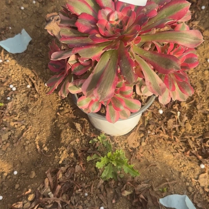 3317粉女巫清棚处理不包断枝