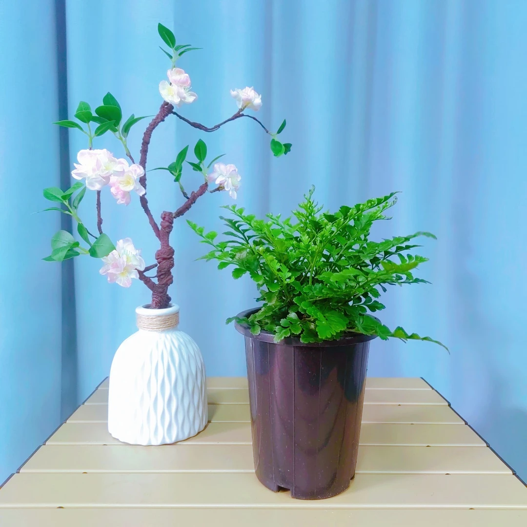 【吉姆蕨】桌面盆栽好养耐阴观叶植物客厅办公室净化空气四季常青