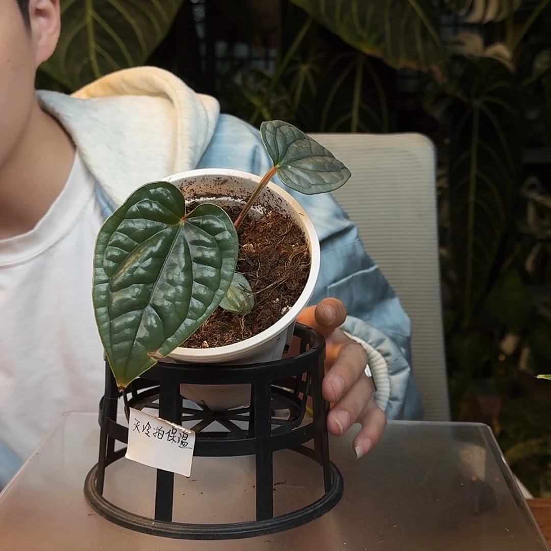 完全开放K98奢华叶损无售后