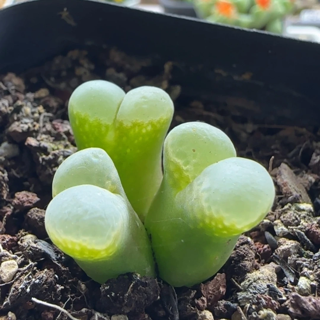 【闪购商品】19374