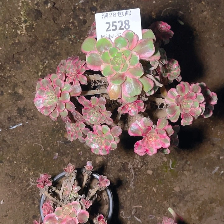 糊***婆2528香奈儿多肉植物